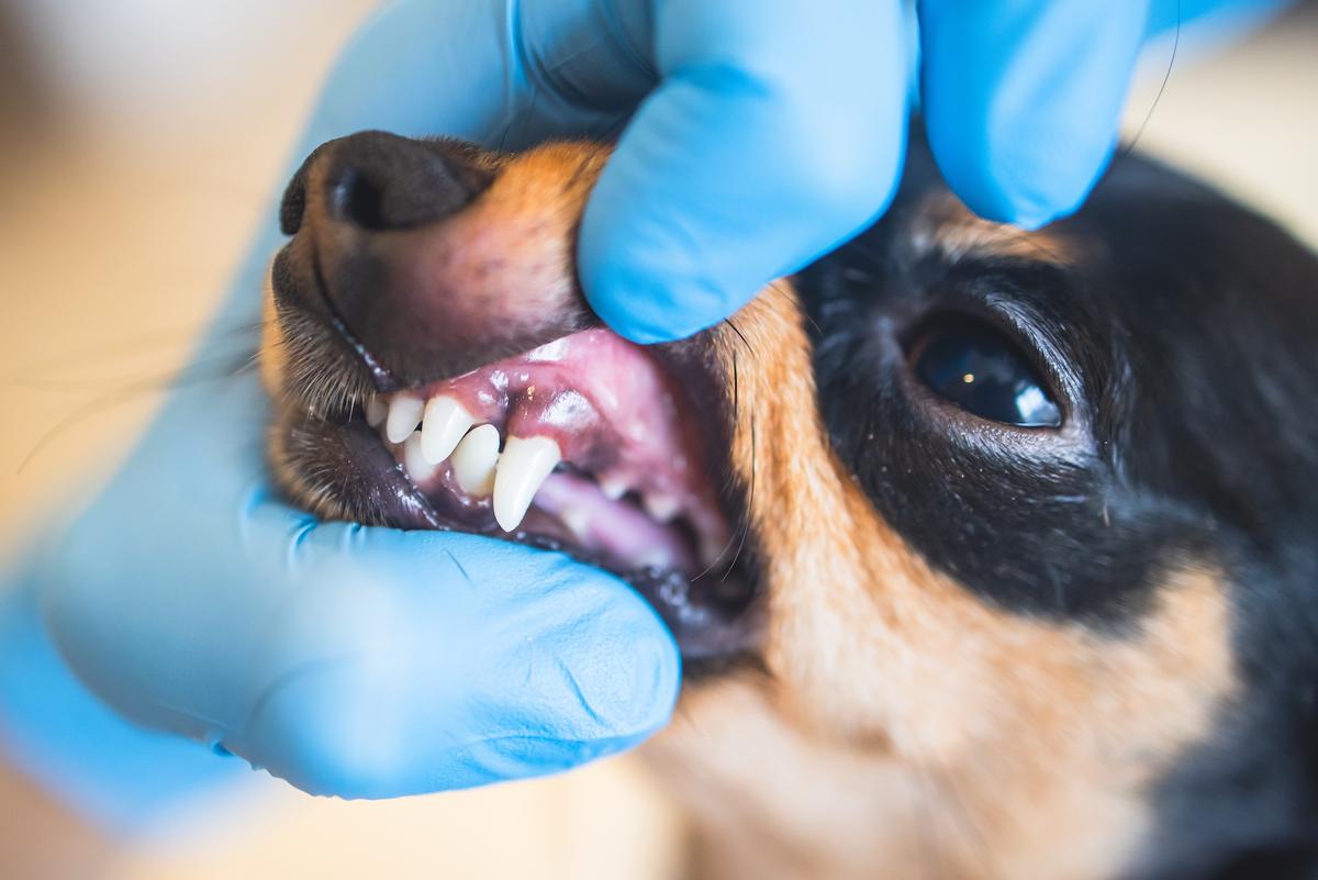 Veterinary Dentistry Requires Anesthesia