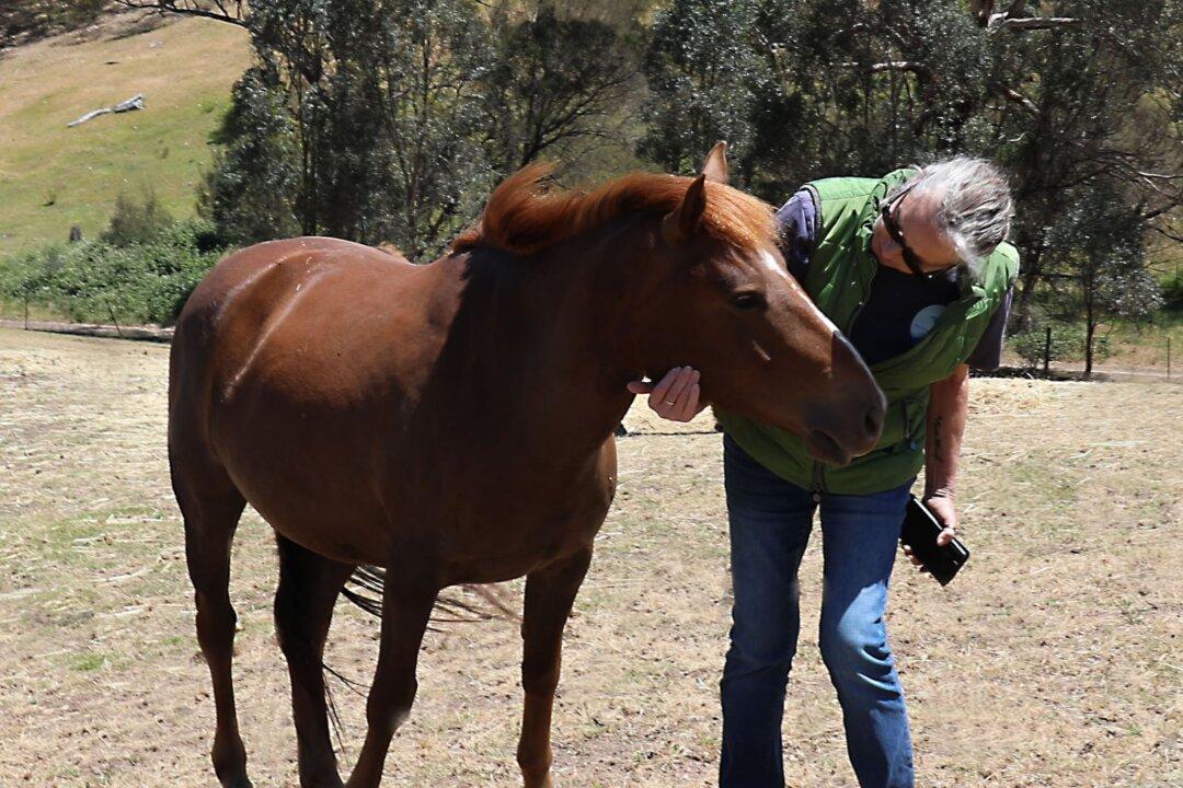 ‘They’re Not Feral’: Brumby Rescue Volunteers Call for End to Culling