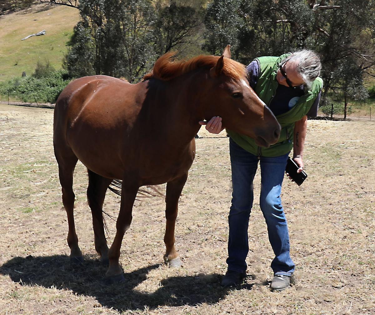 ‘They’re Not Feral’: Brumby Rescue Volunteers Call for End to Culling