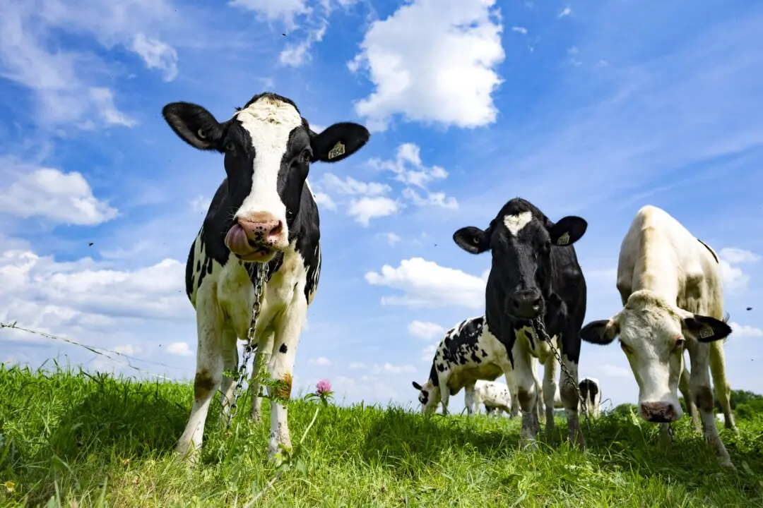 Sylvain Charlebois: Canada Chooses to Dump Milk Rather Than Lower Prices