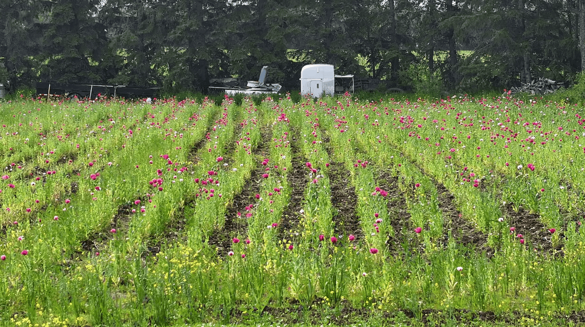 Edmonton Police Seize 60,000 Opium Poppy Plants From Property