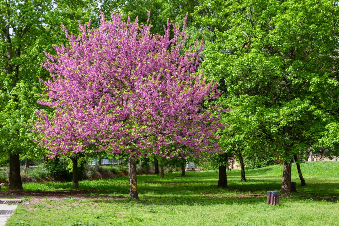 What Do You Do With Baby Redbud Trees?