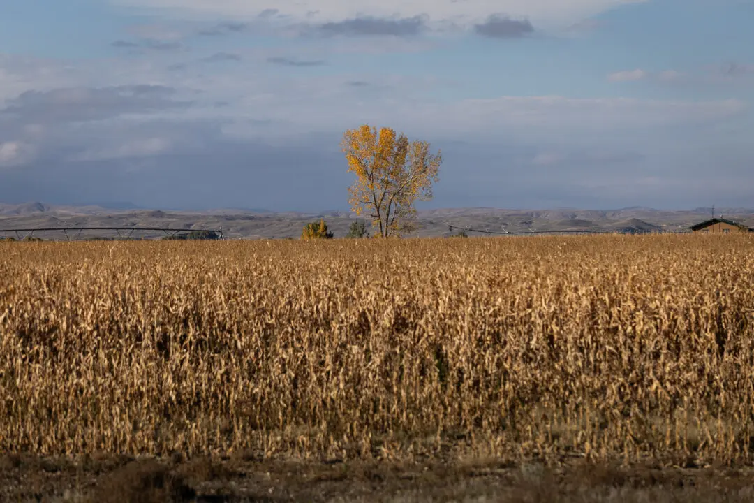 Farmland and Community: What Wealth Looks Like Now