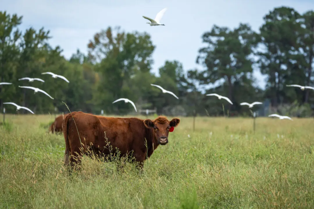 The Food Crisis Is a Farm Crisis
