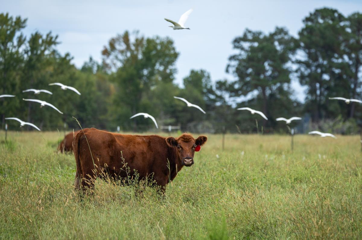 The Food Crisis Is a Farm Crisis