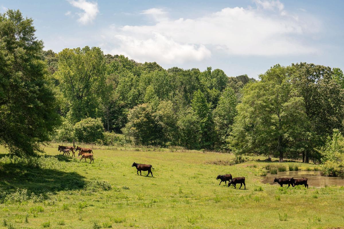 Joel Salatin: Participatory Environmentalism