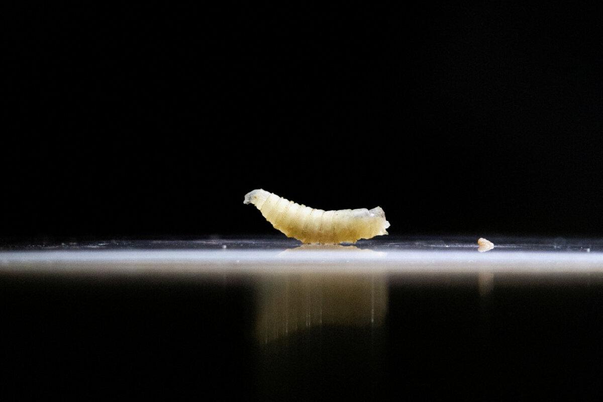 A screwworm sample displayed at the veterinary clinic in Tapachula, Chiapas state, Mexico, on July 4, 2025. (Daniel Becerril/Reuters)