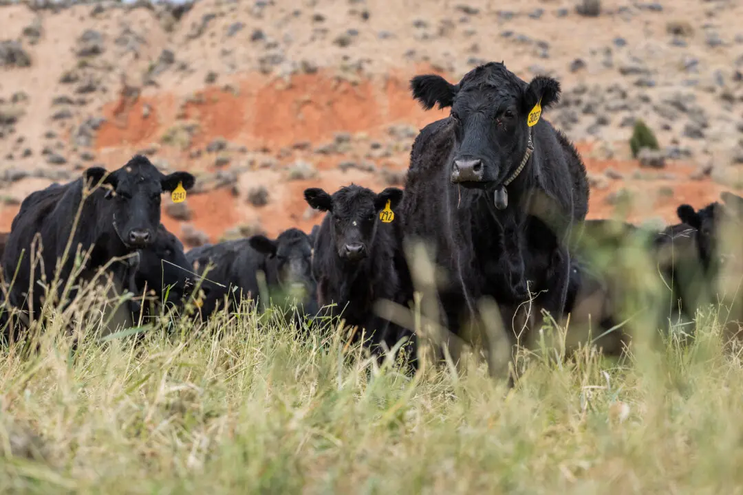 Here’s What’s Behind Surging Prices of Beef