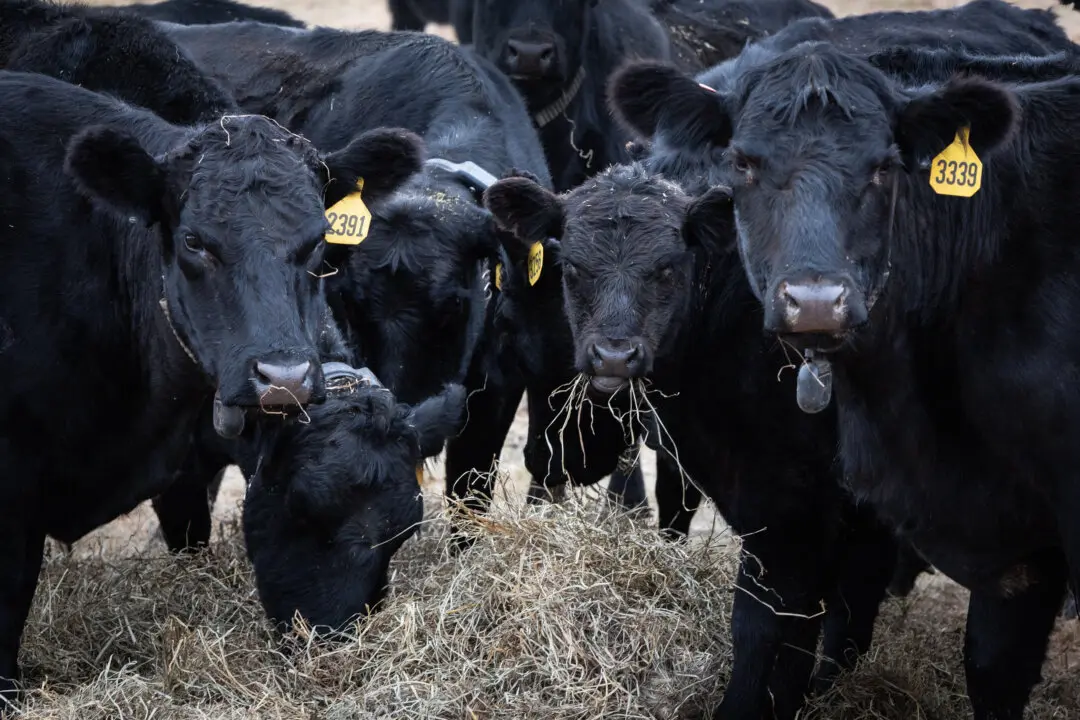 USDA Coloring Book Exposes Government’s War on Cows