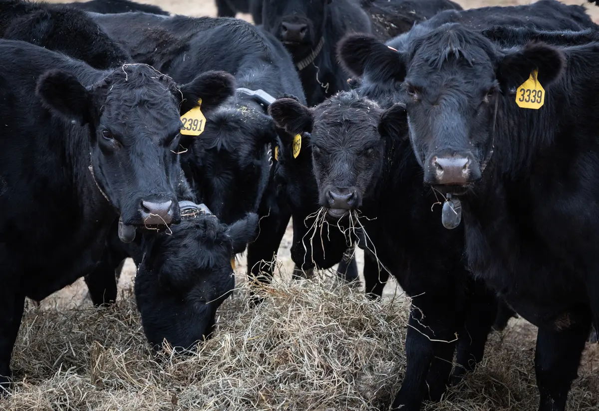 USDA Coloring Book Exposes Government’s War on Cows