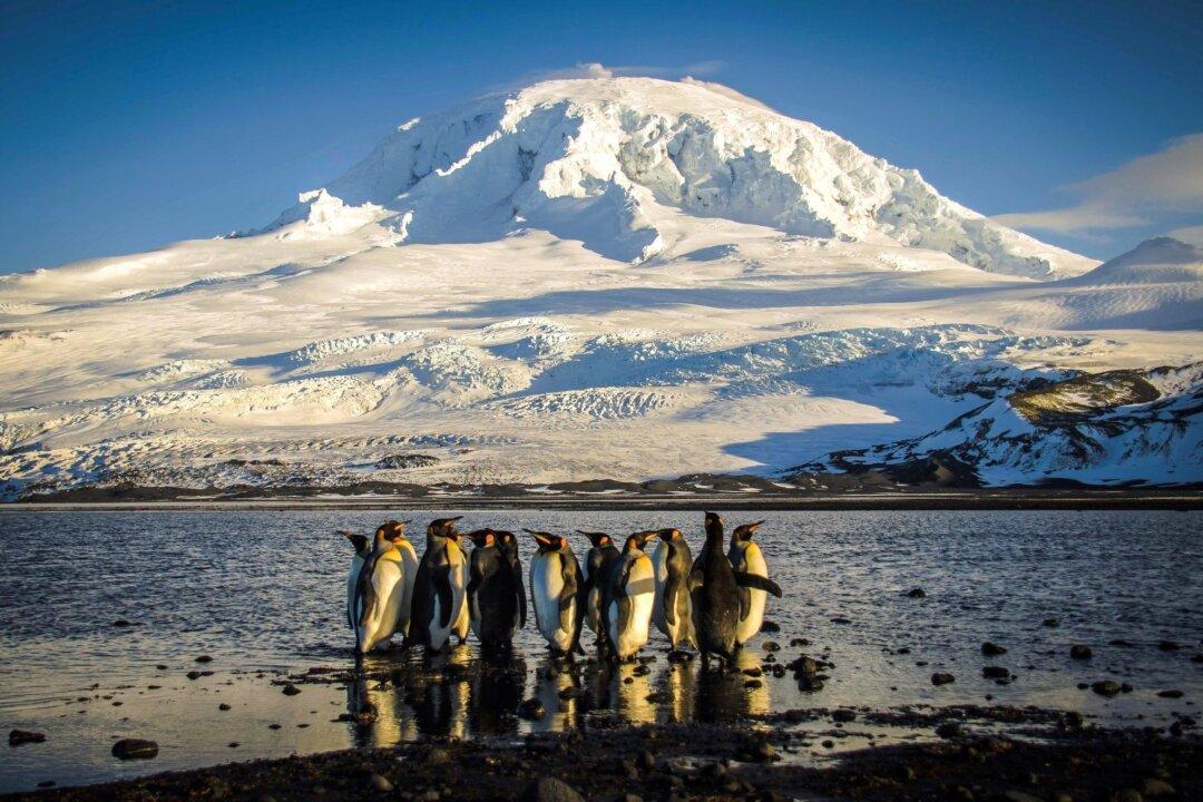 Scientists Observe Signs of H5 Bird Flu in Antarctic Wildlife