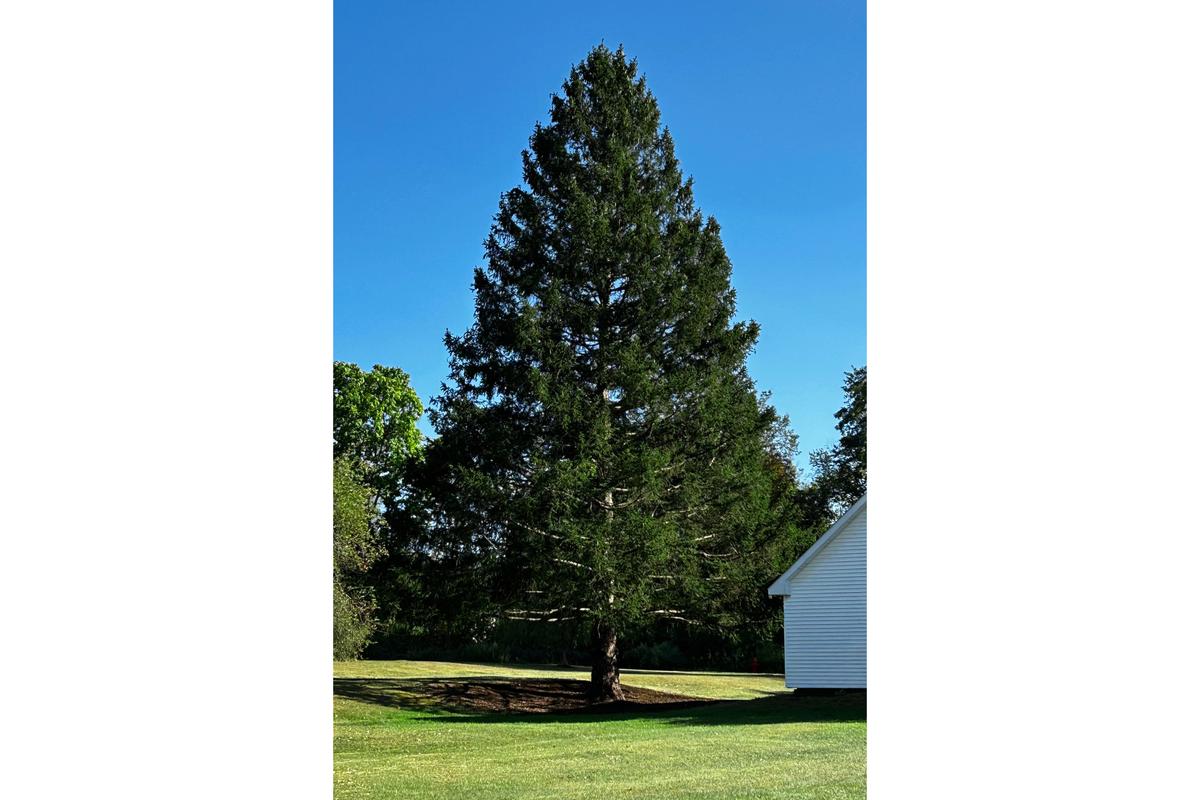 Majestic Norway Spruce From Upstate New York Chosen as Rockefeller Center Christmas Tree