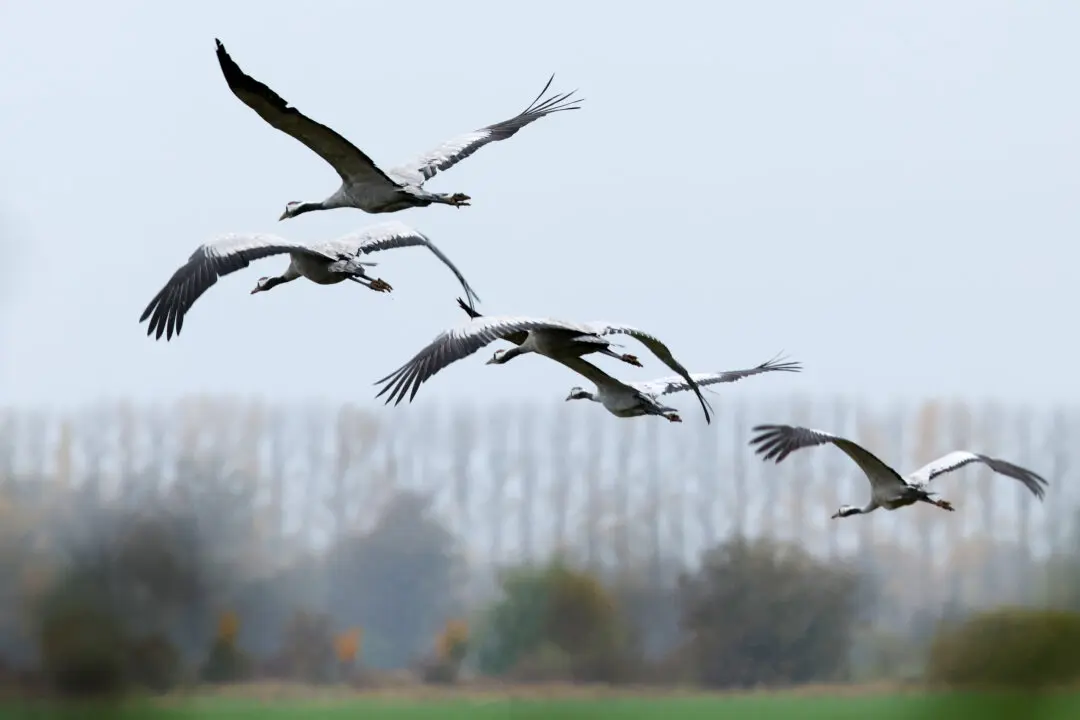 Tasmania Records First Case of Deadly Bird Flu Strain