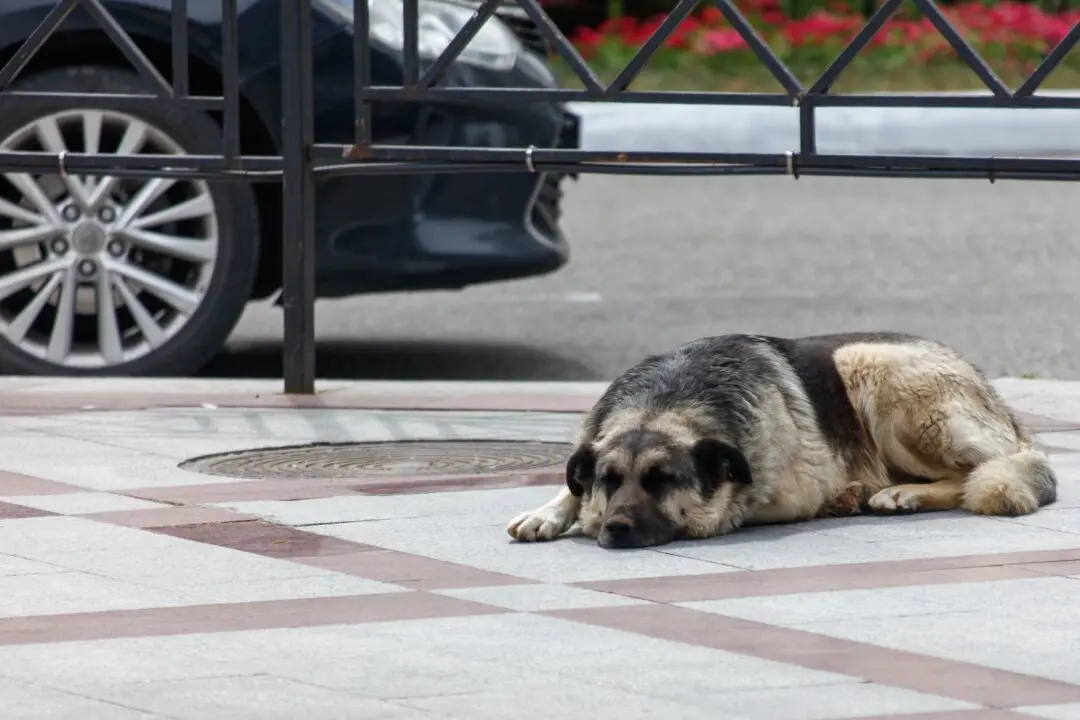 Prevent Pet From Drinking Windshield Washer Fluid