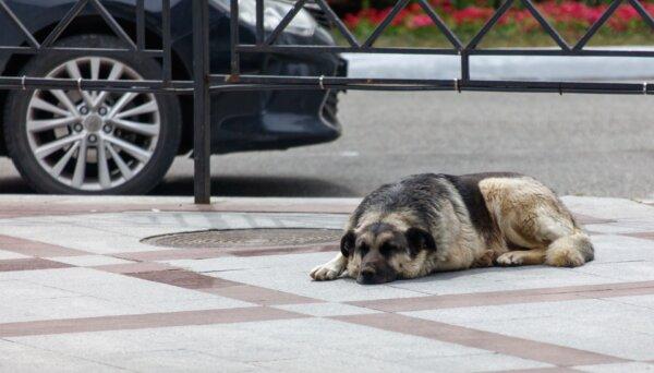 Prevent Pet From Drinking Windshield Washer Fluid