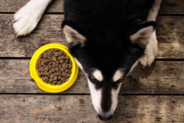 Rethinking the Kibble-Based Diet: Why Pet Parents Are Adding Dog Supplements