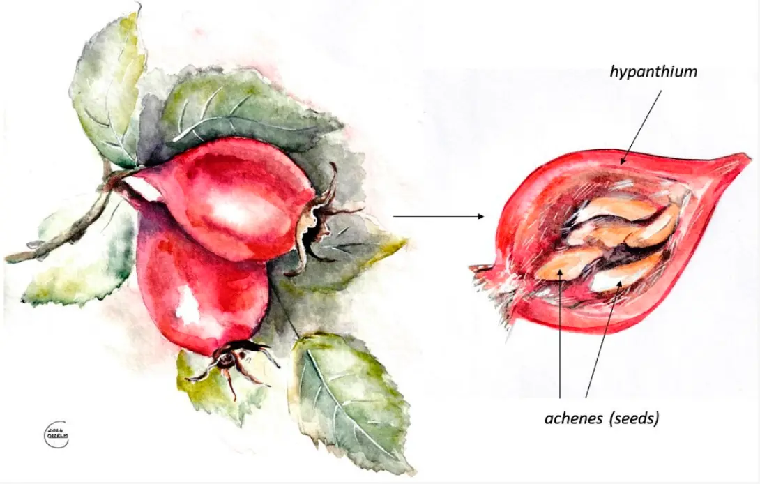 Physico-Chemical Characteristics of Rosa canina L. Seeds and Determining Their Potential Use. (2025). Stryjecka, M., et al. Applied Sciences, https://doi.org/10.3390/app15010168 CC BY 4.0