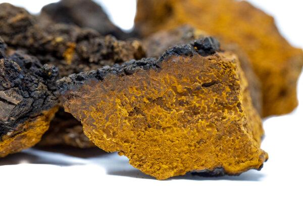 chaga mushroom close-up. (Shen Blossom)