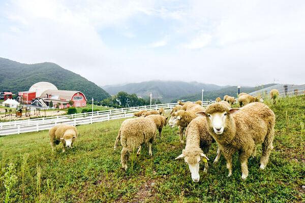 Sheep ranches at Belle Foret Resort. (Belle Foret Resort)