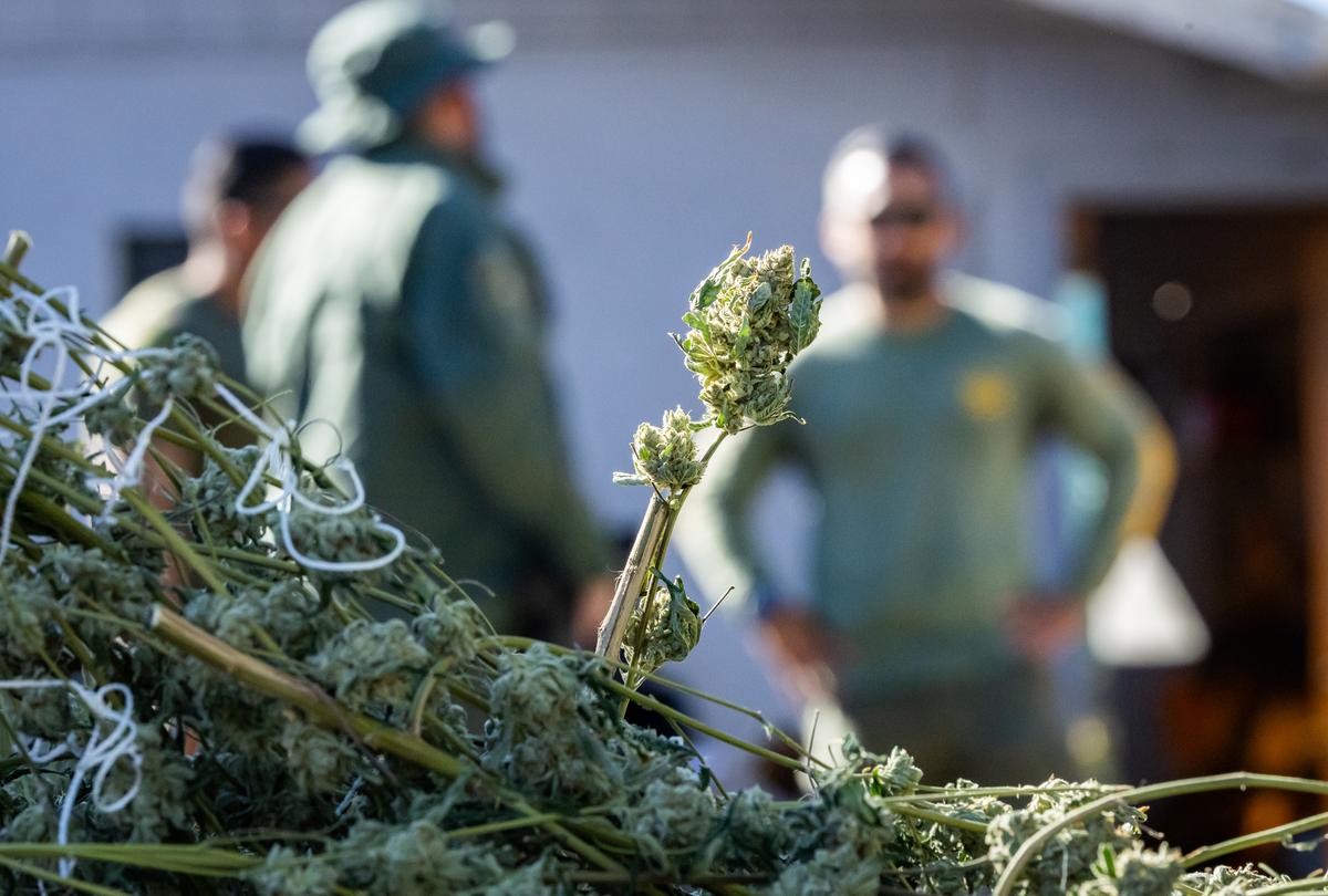 Sheriff’s Deputies Seize 210 Pounds of Illegal Weed in Riverside County