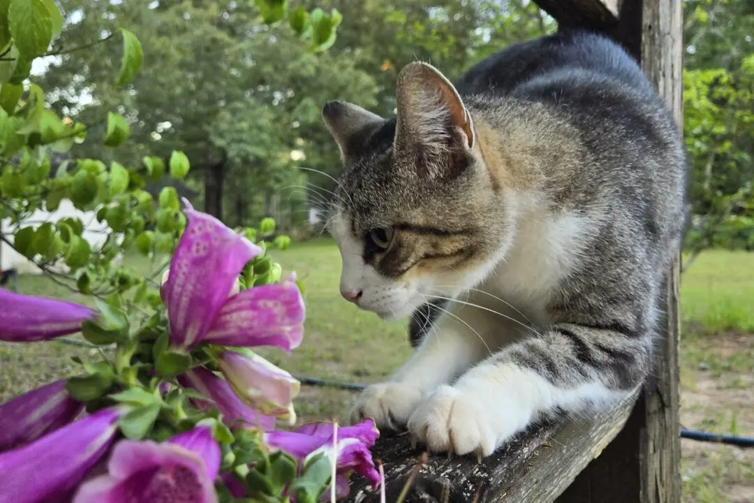 Foxglove Plants Toxic to Pets