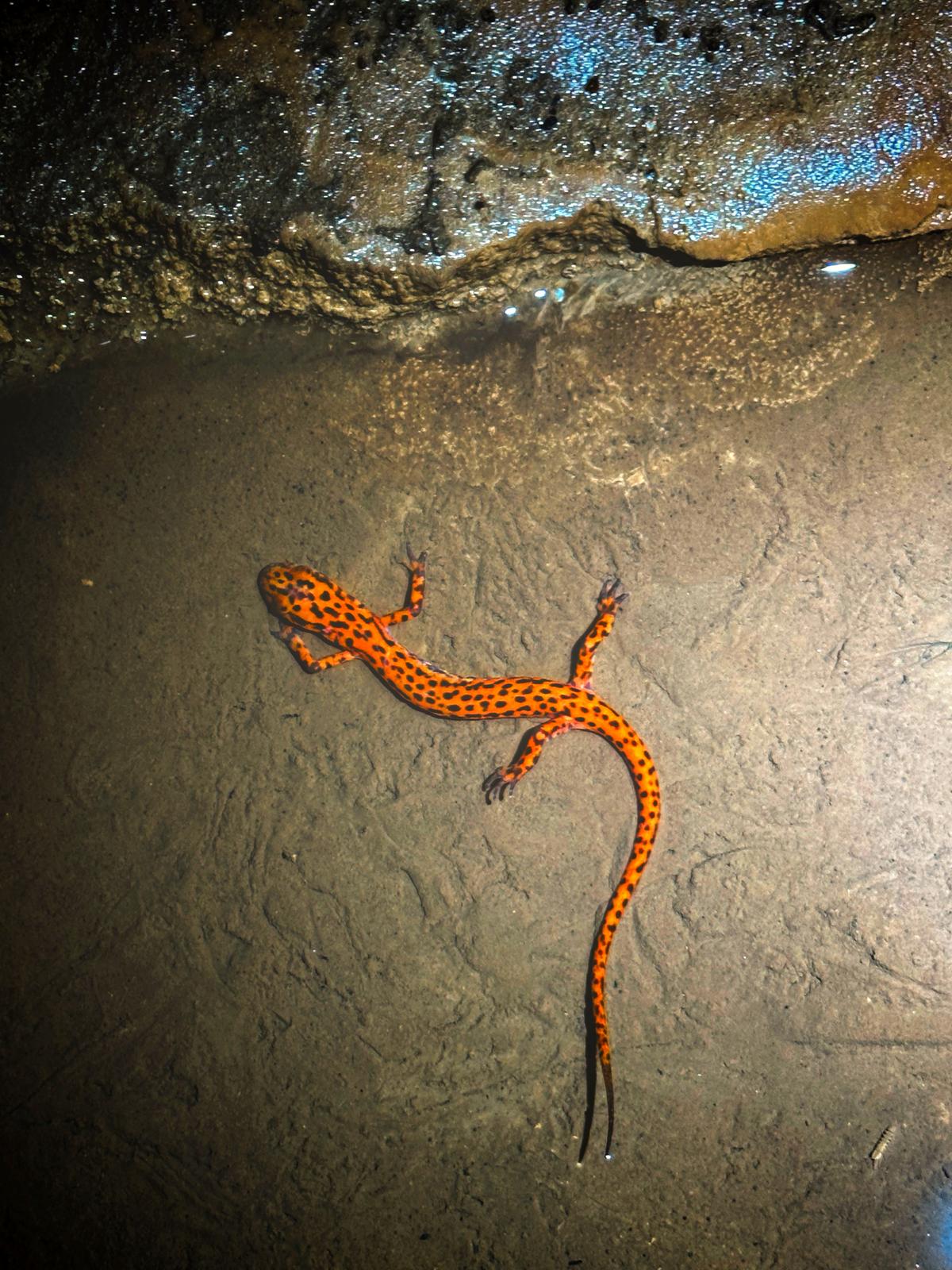 A Tennessee Cave Salamander inside subterranean live-music venue. (Taylan Honeycutt/The Caverns)