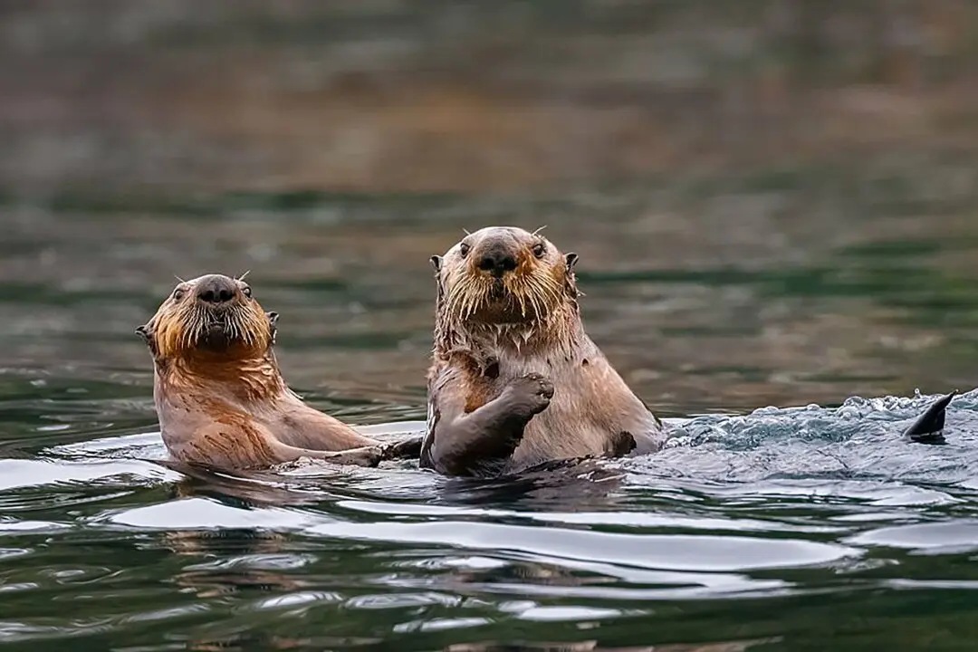 Research Finds ‘Forever Chemicals’ in BC Sea Otters for First Time