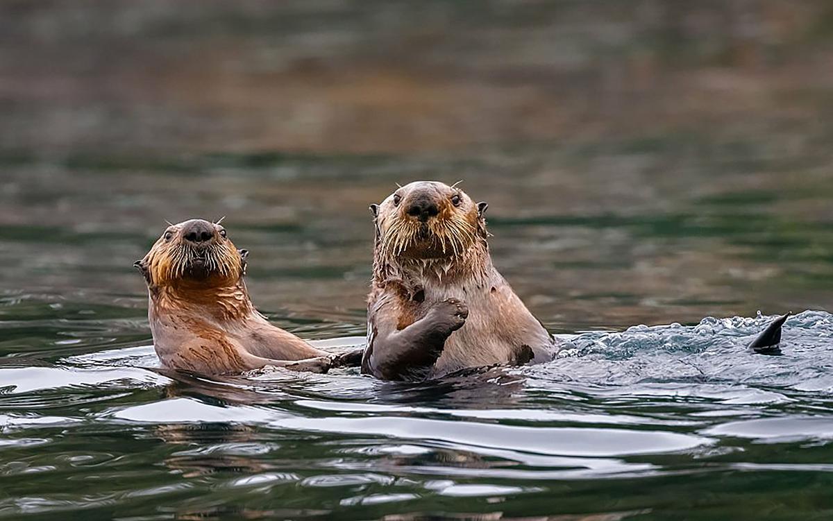Research Finds ‘Forever Chemicals’ in BC Sea Otters for First Time