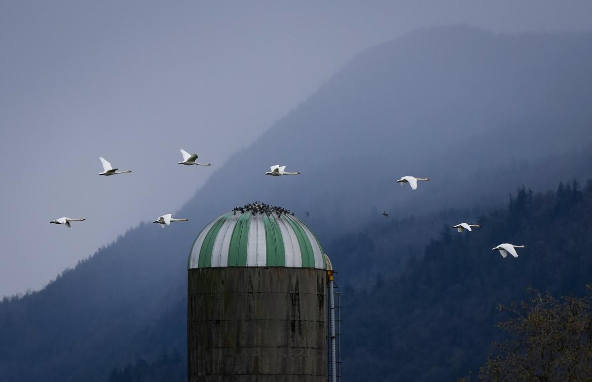 Animal Sanctuary Staff in Summerland, BC, ‘Devastated’ by Avian Flu Case