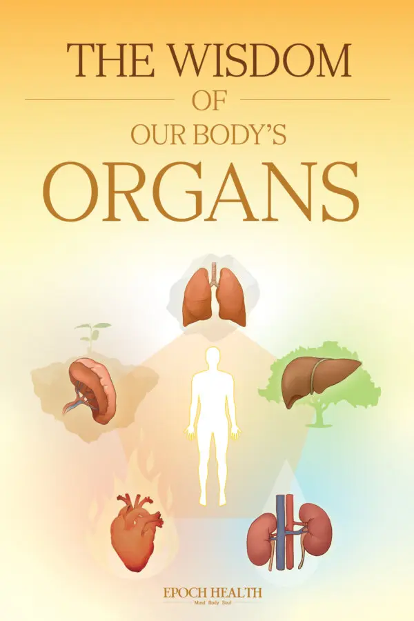 The Wisdom of Our Body’s Organs