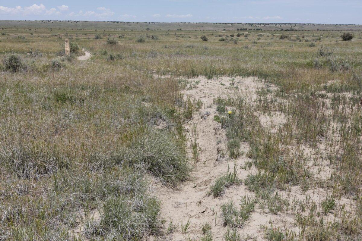 Still perceptible are wagon ruts at a place called Iron Springs along the Santa Fe Trail, used in the early and mid-1800s in Otero County, Colo. The Santa Fe Trail, with two branches, was an important trade route running between Missouri and what is now New Mexico. Library of Congress. (Public Domain)