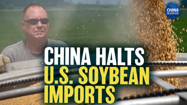 China Halts US Soybean Imports Despite Trade Deal
