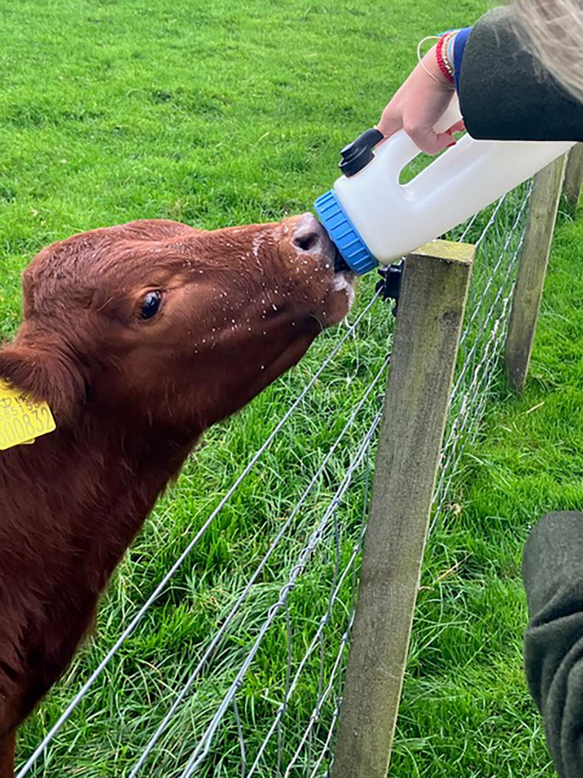 Harry the calf, at Bellevue Farm. (Carol Ann Davidson/TNS)