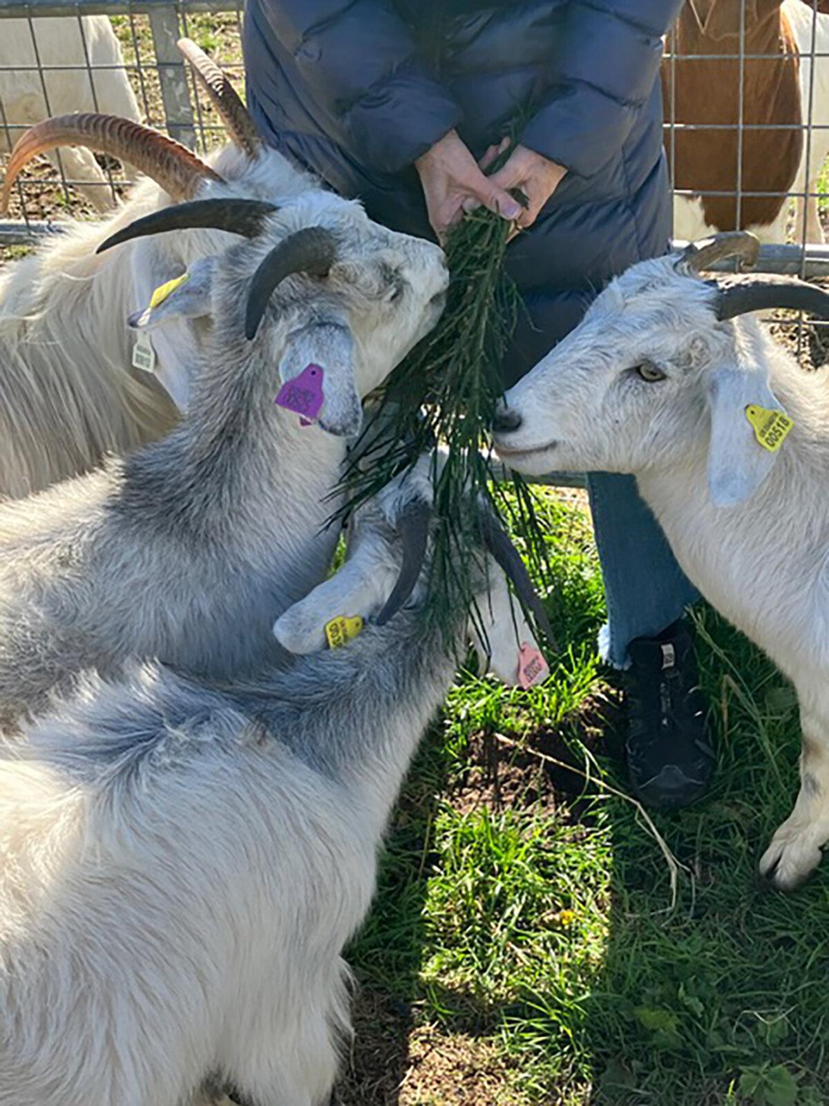 Cashmere goats at Lunan Bay Farm in Angus. (Jayne Watson/TNS)