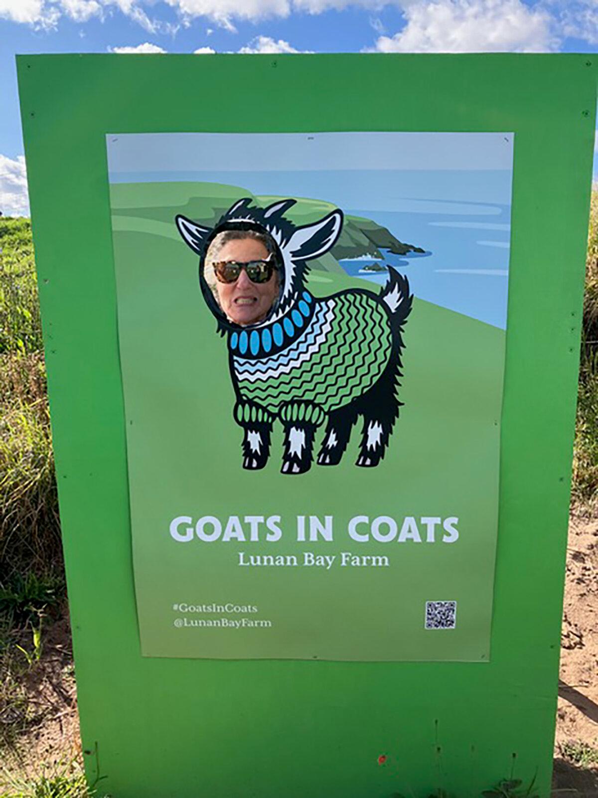 Fun with Goats in Coats at Lunan Bay Farm. (Carol Ann Davidson/TNS)