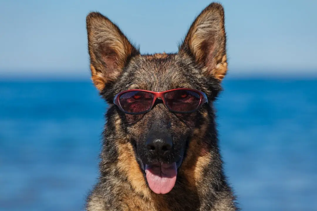 Excessive Sun Exposure Causes Sunburn and Skin Cancer in Dogs