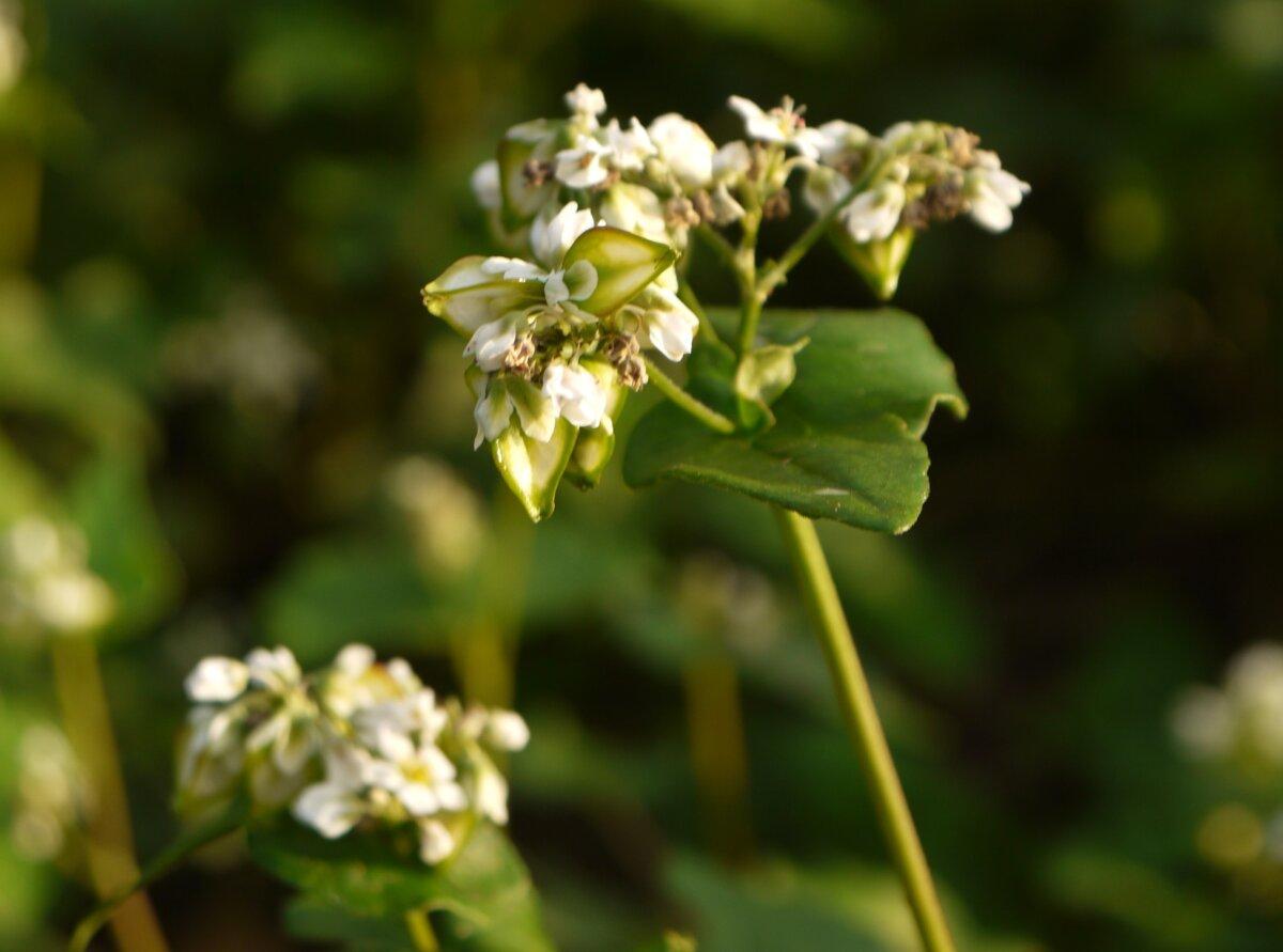 A buckwheat flower. <a href="https://commons.wikimedia.org/w/index.php?title=User:STRONGlk7&action=edit&redlink=1">(STRONGlk7</a>/<a href="https://creativecommons.org/licenses/by-sa/3.0">CC BY-SA 3.0</a>)