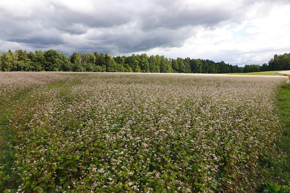 A buckwheat plant learns the value of humility in a fairy tale by Hans Christian Andersen. (<a href="https://commons.wikimedia.org/wiki/User:RobbieIanMorrison">RobbieIanMorrison</a>/<a href="https://creativecommons.org/licenses/by/4.0">CC BY 4.0</a>)