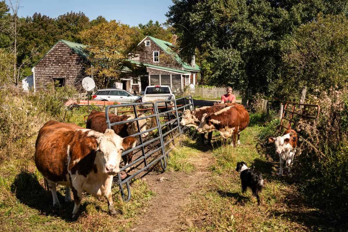 Farmer and attorney John Klar with his Hereford cows at his homestead in Brookfield, Vt., on Sept. 12, 2025. Klar raises grass-fed organic beef and lamb using regenerative farming practices. (Samira Bouaou/The Epoch Times)