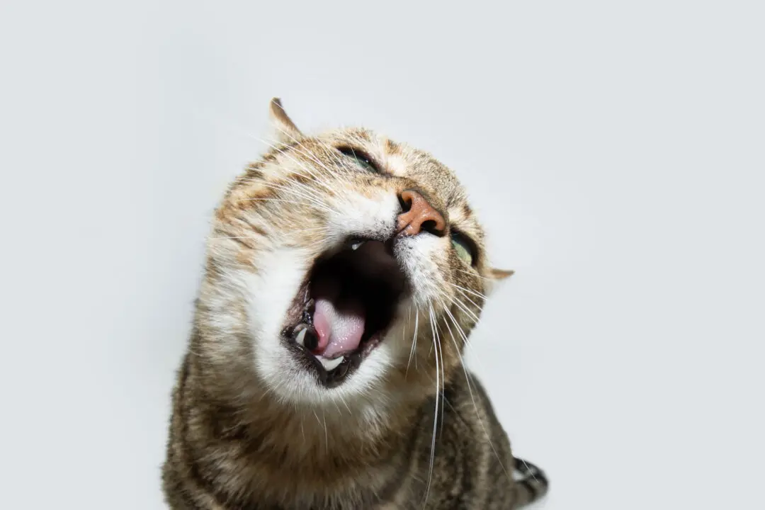 Yowling Common in Elderly Cats