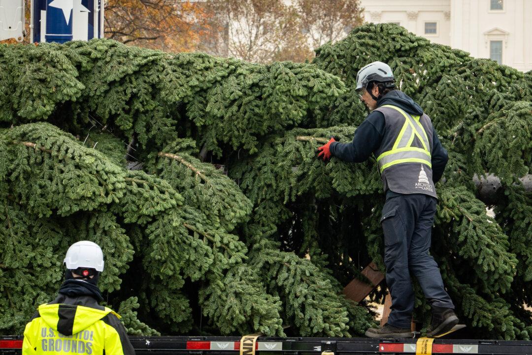 In Photos: 2025 US Capitol Christmas Tree Arrives in Washington