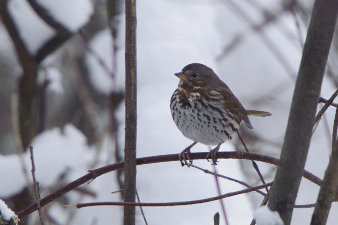 Some Bird Populations Benefited From California Wildfires, Study Finds