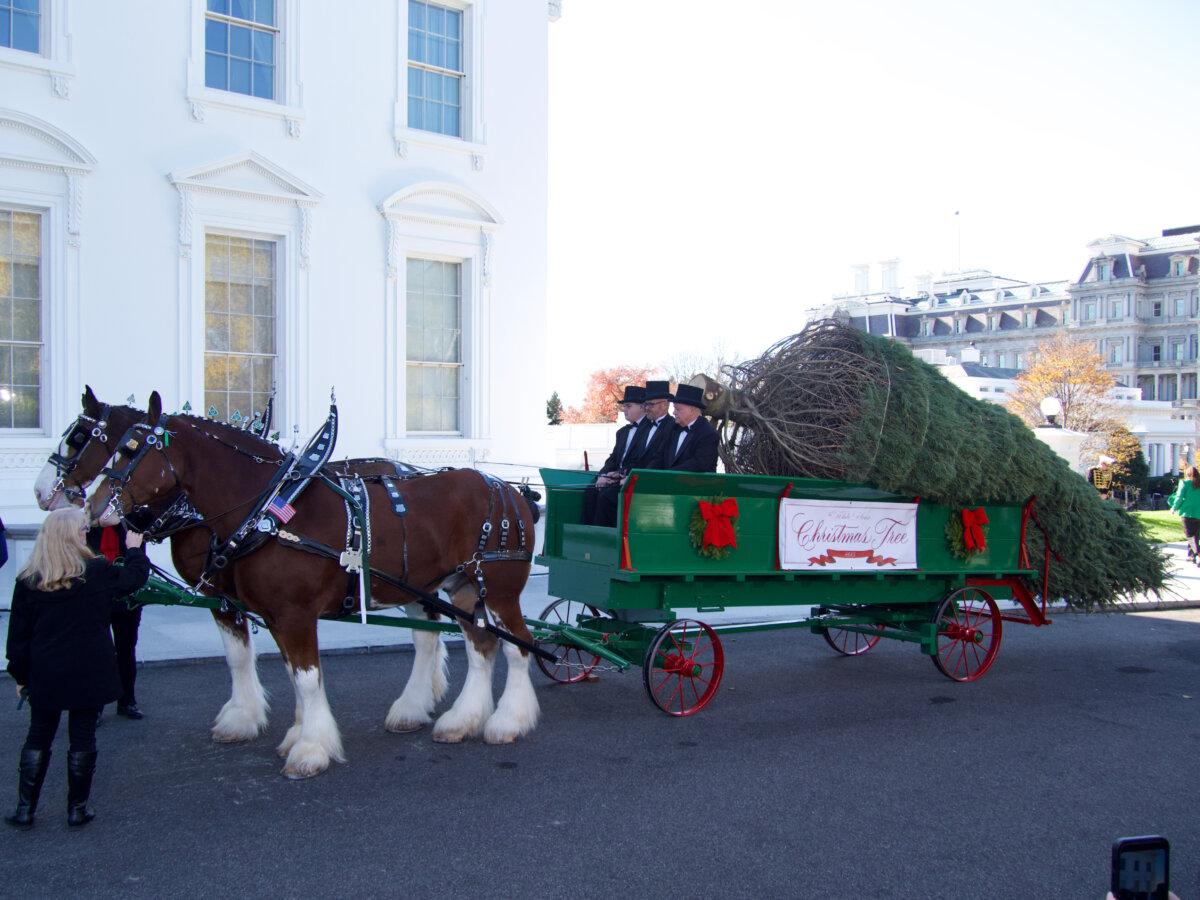 The White House Christmas Tree arrives at 1600 Pennsylvania Ave. in Washington on Nov. 24, 2025. (Travis Gillmore/The Epoch Times)