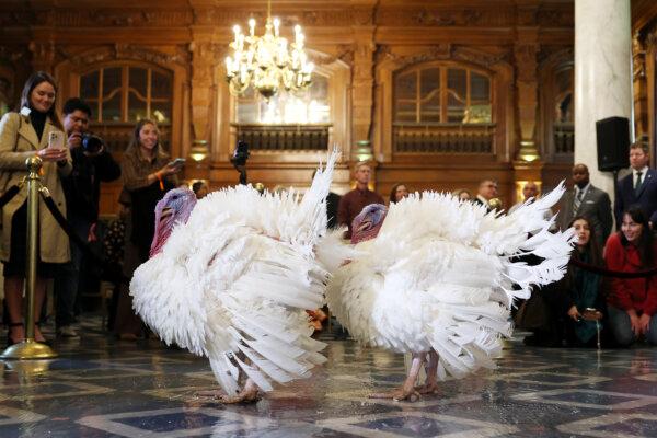 Day in Photos: Thanksgiving Turkeys, Olympic Flame Rehearsal, Explosion in Pakistan