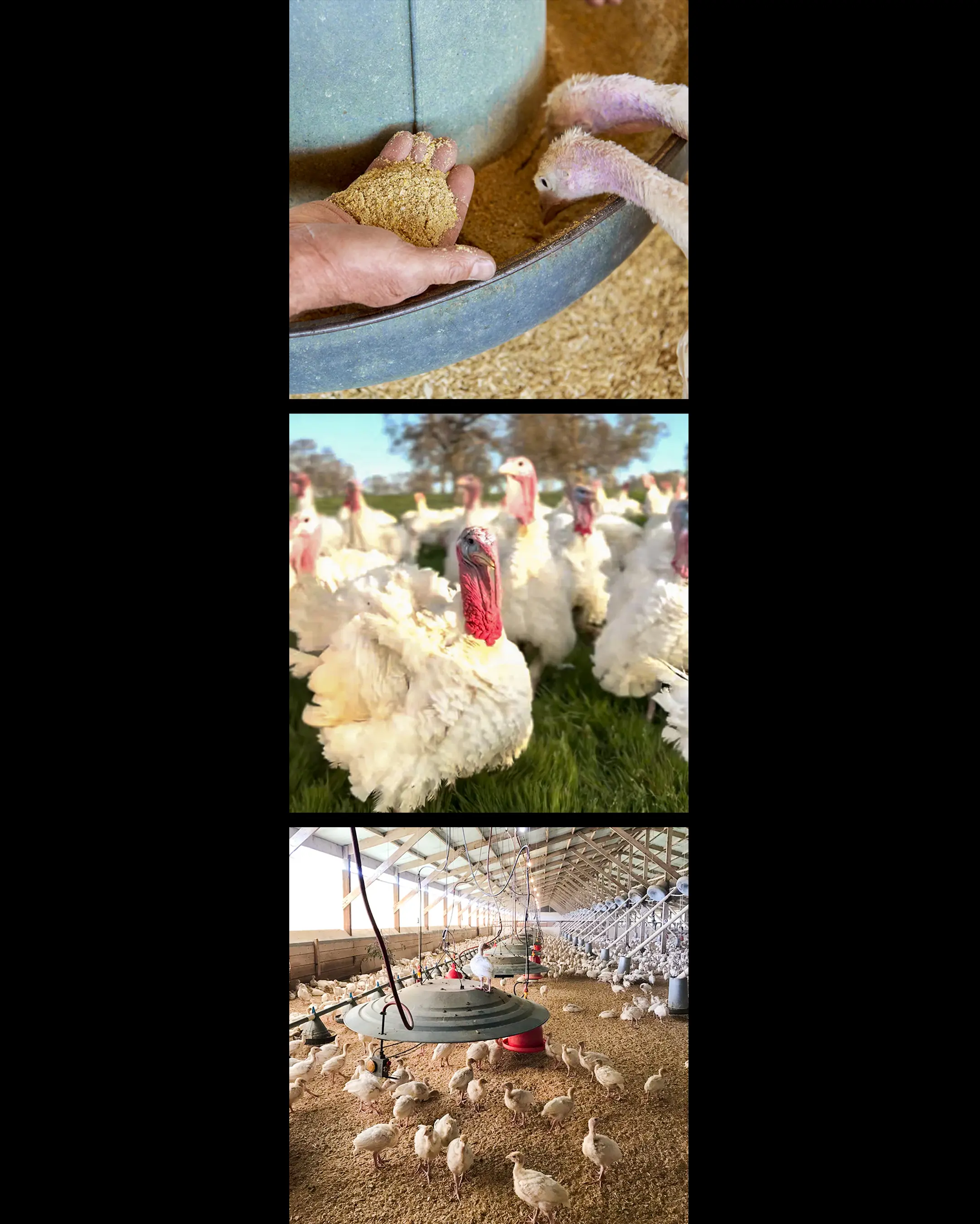 People Are Paying $10 Per Pound for These Turkeys—Here’s Why