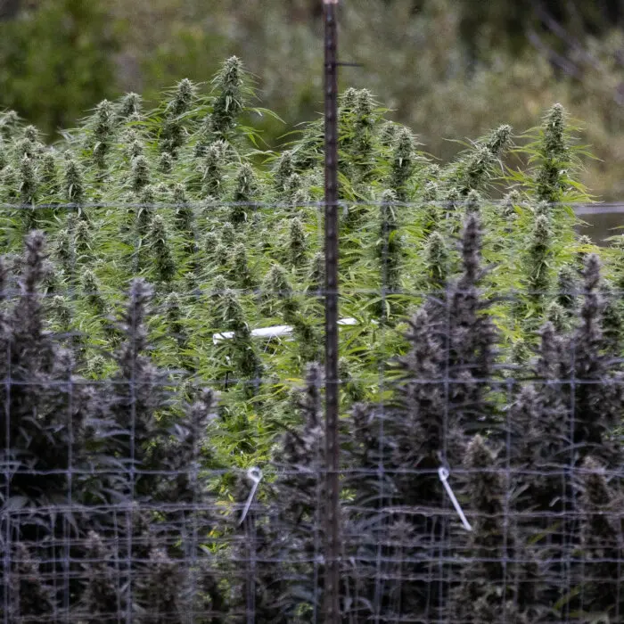 Trump Directs Administration to Reclassify Cannabis to Allow for Medical Research