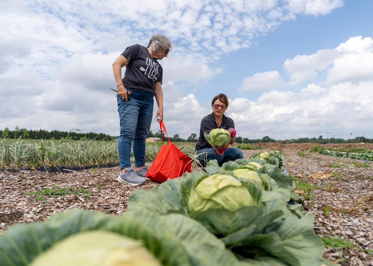 Dena Champion examines a head of cabbage that cancer survivor Molly Miely picked out at the OSUCCC's Garden of Hope. (The Ohio State University/TNS)