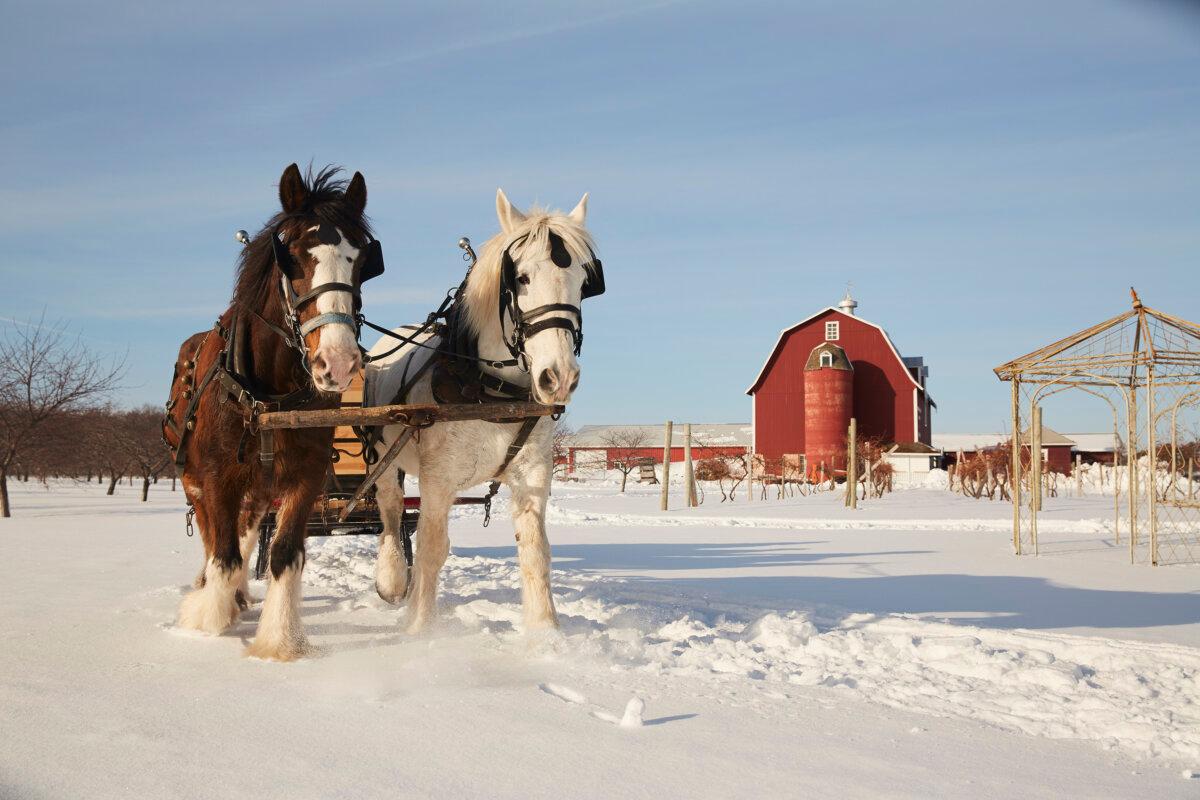 Winter sleigh rides are a winter activity in Orchard Country. (John Nienhuis/Destination Door County/TNS)