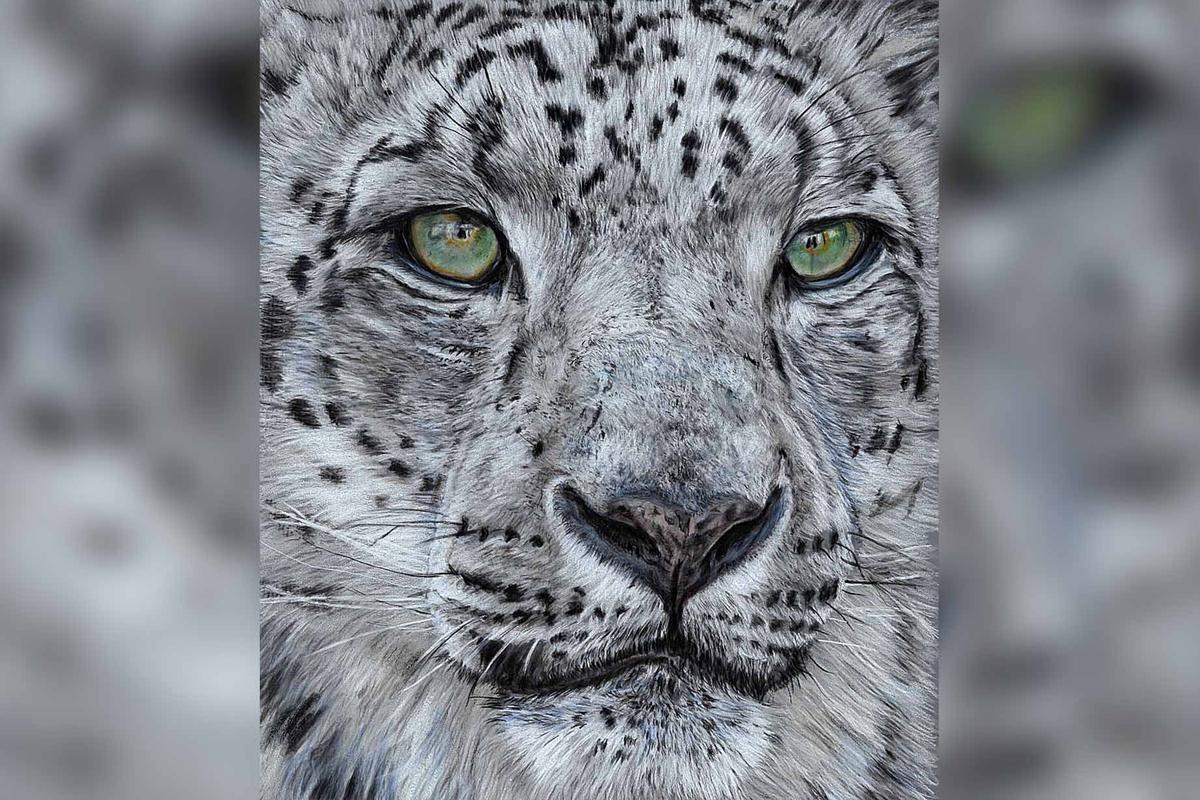 "Snow Leopard" was one Lisa Watkins's first color pencil drawings after she rebooted her art practice in 2012, and it claimed first prize in the Beginner category in a competition held by Colored Pencil Magazine. (Courtesy of Lisa Watkins)