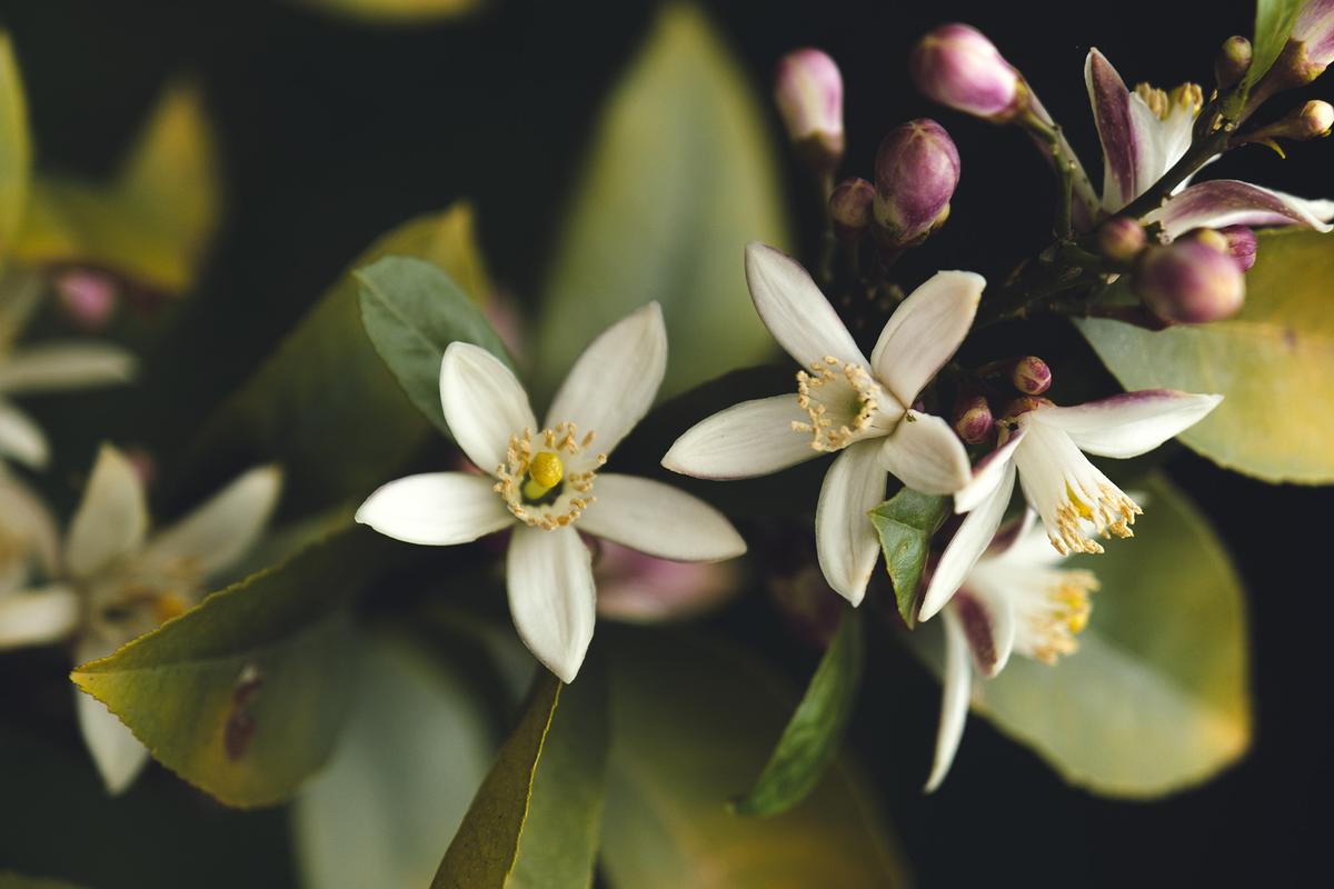 Lemon trees are evergreens that can produce fruit year-round in warm climates. (morcovka/Sutterstock)